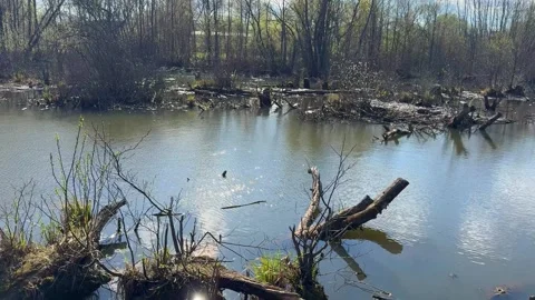 Flooded forest swamp with fallen tree trunks Stock Footage 333510900
