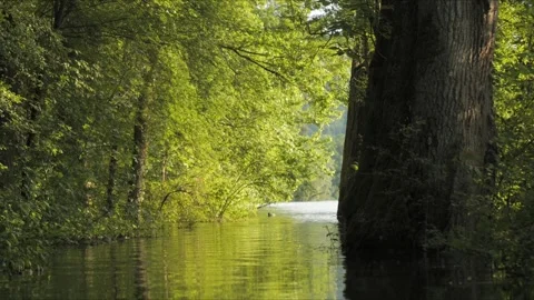 Flooded Forest Trail Flowing into River – 4K Cinematic Nature 動画素材 320835981