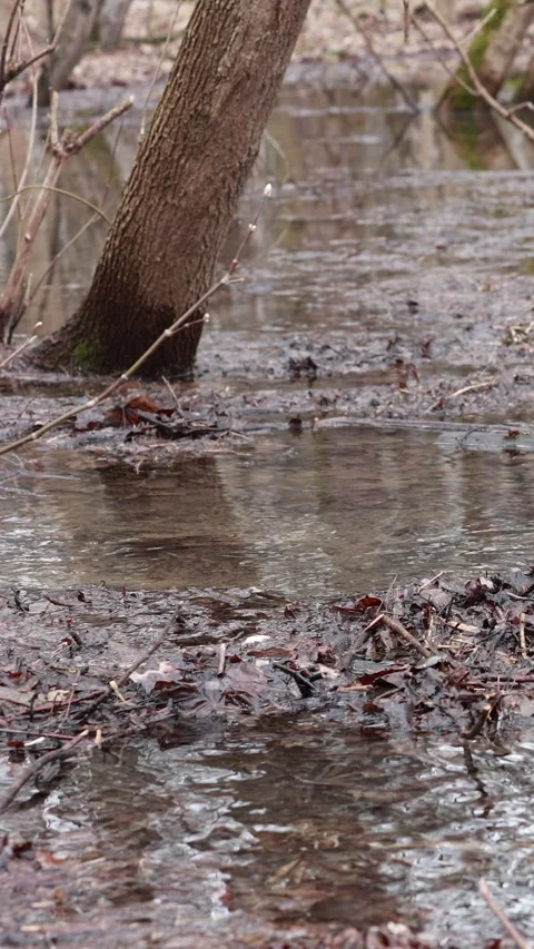 Flooded forest with trees in water, calm reflections. Vertical 스톡 동영상 331997490