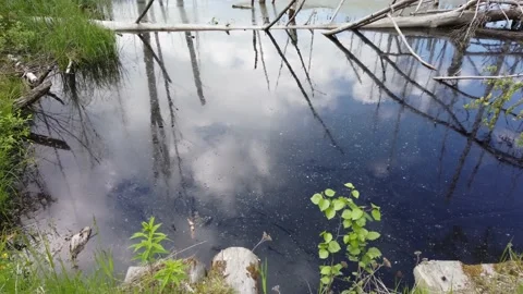 Flooded forest. trunks of birch trees in water. view moves from bottom to top Stock Footage 134738516