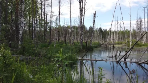 Flooded forest. trunks of birch trees in water. view moves from left to right Stock Footage 134738646