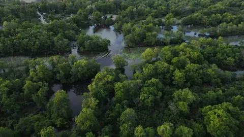 Flooded Forests Vídeo Stock 332911892