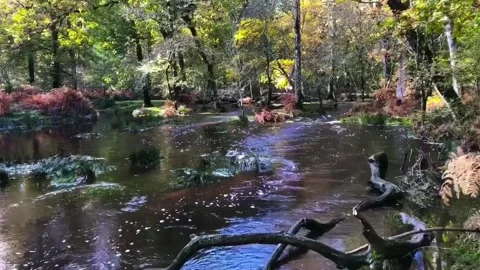 Flooded Forests Stream Stock Footage 255064422