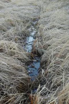 Flooded Game Trail Vert. Stock Photos