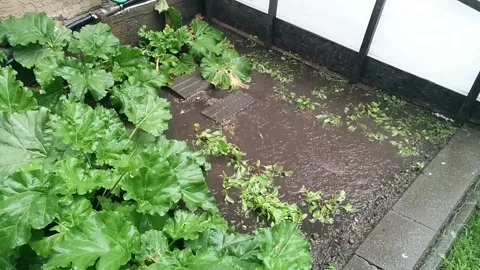 Flooded Garden Stock Footage 168911608