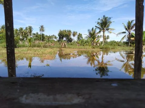 Flooded garden view Stock Photos