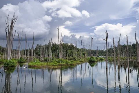 Flooded Ghost Forest Stock Photos