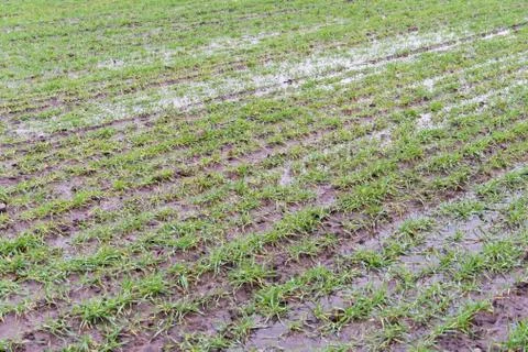 Flooded grain field Stock Photos