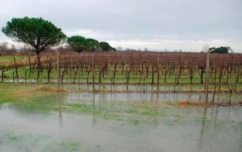 Flooded Grape Vines Stock Photos