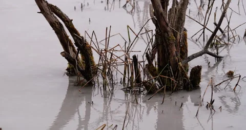 Flooded Grass and Shrubs in Winter Scene Stock Footage 293071323