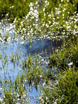 Flooded grass field 스톡 사진