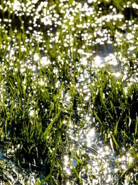 Flooded grass field Foto stock