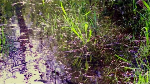 Flooded grass, in the shining sunlight Stock Footage 76872836