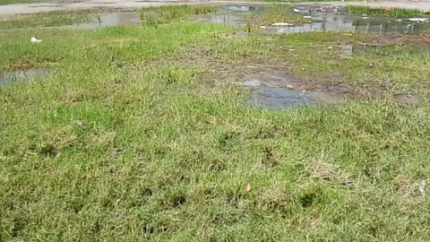 Flooded green grass field with standing water puddles after heavy rain Video stock 343553806