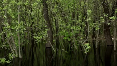 Flooded green spring forest. Stock Footage 200784955