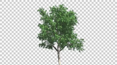 Flooded Gum Swaying Thin Tree Cut of Chroma Key Tree on Alfa Channel Tree is Stock Footage 55889178