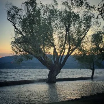 Flooded lake with tree silhouettes and sunset sky Stock Photos