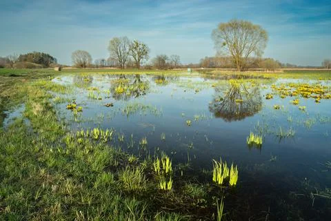 Flooded meadow and reflection of a tree in the water Stock Photos
