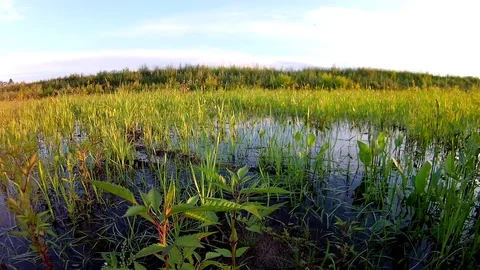 Flooded Meadow Calm Environment; Subtle Wind Movement Stock Footage 103630281