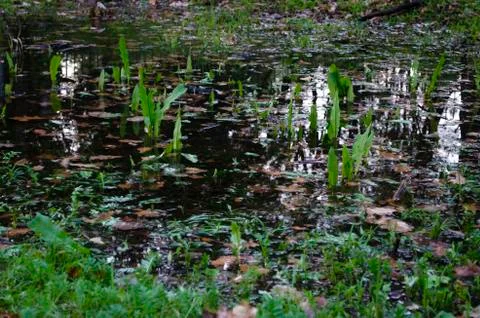 Flooded meadow, close up. Concept: spring flood or heavy rains. Flooding of f Stock Photos