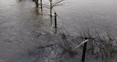 Flooded meadow Stock Footage 259729852