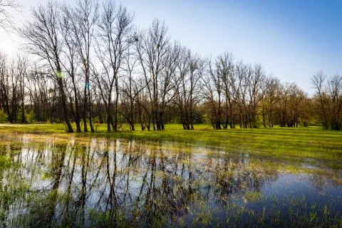 Flooded meadow in forest Stock Photos