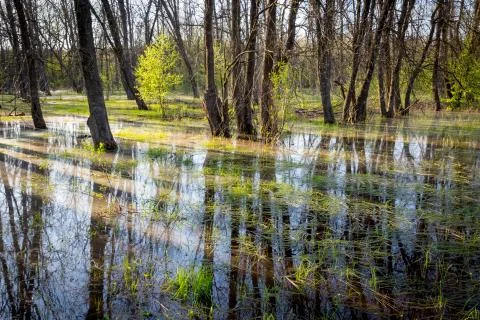 Flooded meadow in forest Stock Photos