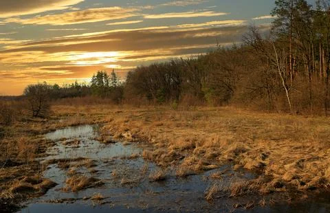 Flooded meadow in forest Stock Photos