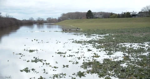 Flooded meadow with geese 動画素材 147751224