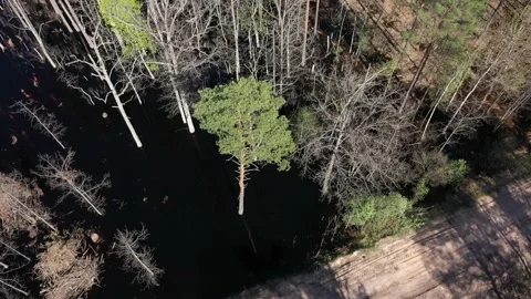 Flooded meadow. trees stand flooded with melt water in early spring Video stock 202095342