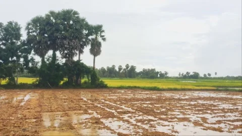 Flooded Muddy Plowing Rice Paddy Field With Sugar Palm Trees In Countryside Stock Footage 346547778