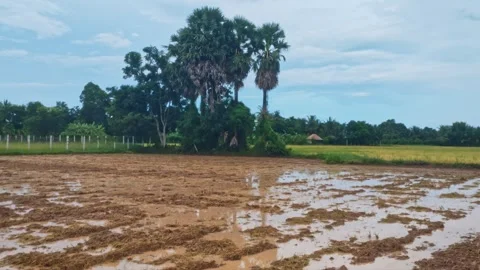 Flooded Muddy Plowing Rice Paddy Field With Sugar Palm Trees In Countryside Stock Footage 346549394