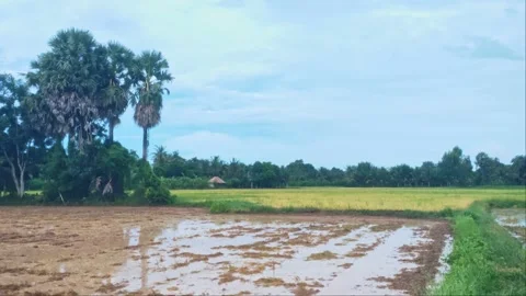 Flooded Muddy Rice Paddy Field With Palmyra Palm Trees In Rural Countryside Stock Footage 346549497