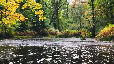Flooded New Forest Autumn Stream Stock Footage 287833595