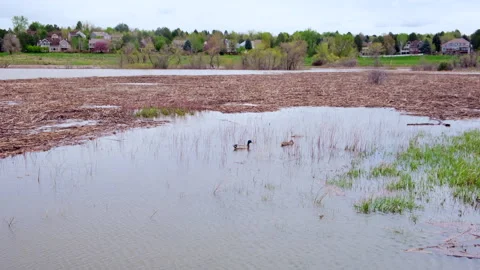 Flooded openspace after heavy rainfall storm with swimming ducks, sunken trees Stock Footage 246830964