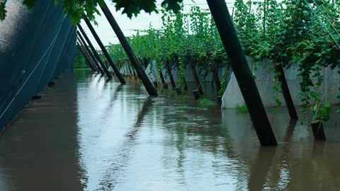 Flooded Orchard Stock Footage 251499511