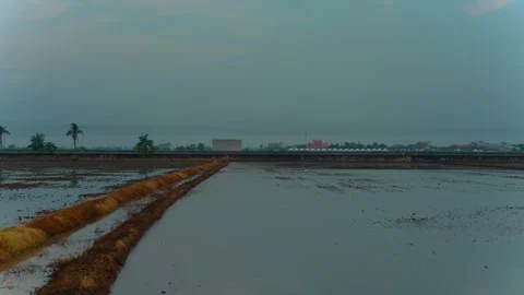 Flooded paddy field with mud ridge during overcast day Stock Footage 342230284