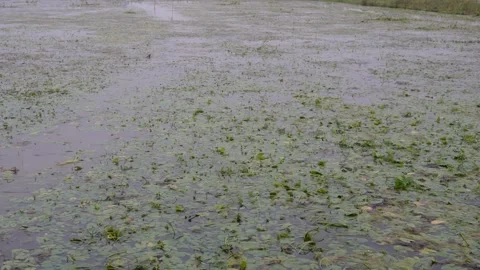 Flooded paddy field surface covered Stock-Footage 329402775