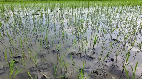 Flooded Paddy Rice Growth Stock Footage 284147664