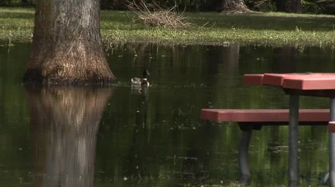 Flooded Park Duck 1 Vidéo 40340744