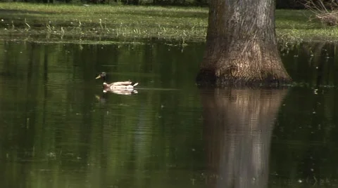 Flooded Park Duck 2 Stock Footage 40340742