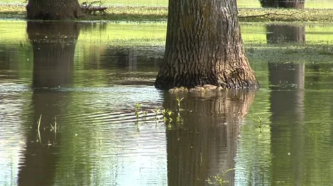 Flooded Park Duck 3 Stock Footage 40340789