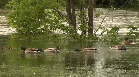 Flooded Park Duck 4 Видео 40340426