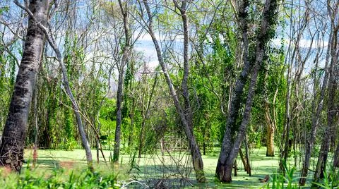 Flooded plain with tree trunks and aquatic plants. Stock Photos
