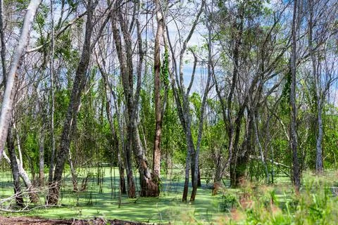 Flooded plain with tree trunks and aquatic plants. Stock Photos