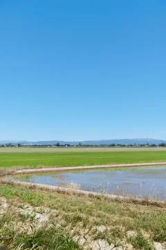A flooded plot beside rice fields in Ebro Delta 写真素材