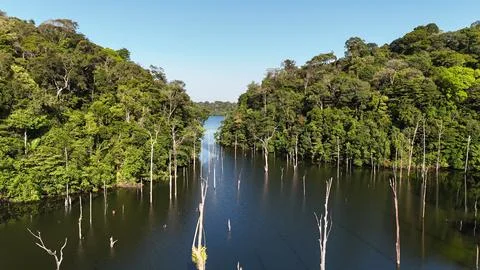 Flooded Rainforest and Dead Trees at Petit Saut Reservoir Stock Photos
