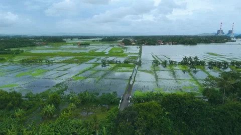 Flooded rice field area Stock Footage 294497576