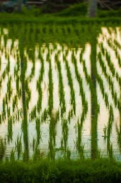 Flooded rice field Stock Photos