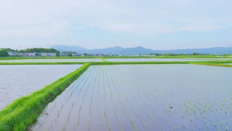Flooded rice fields with a green ridge path and mountain background Stock Footage 337887431